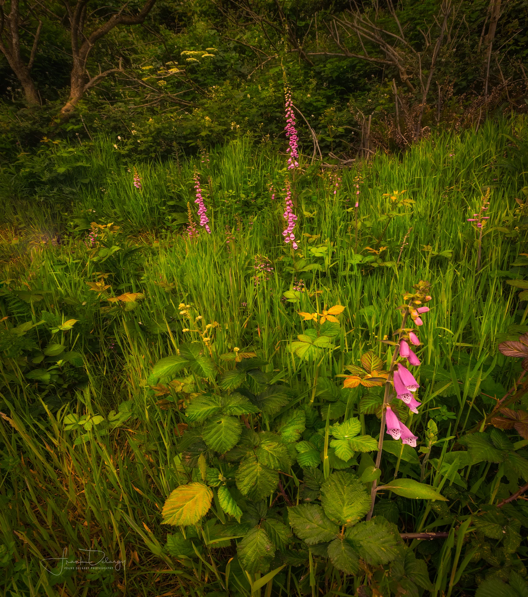 _DSC3429-secret-garden.jpg