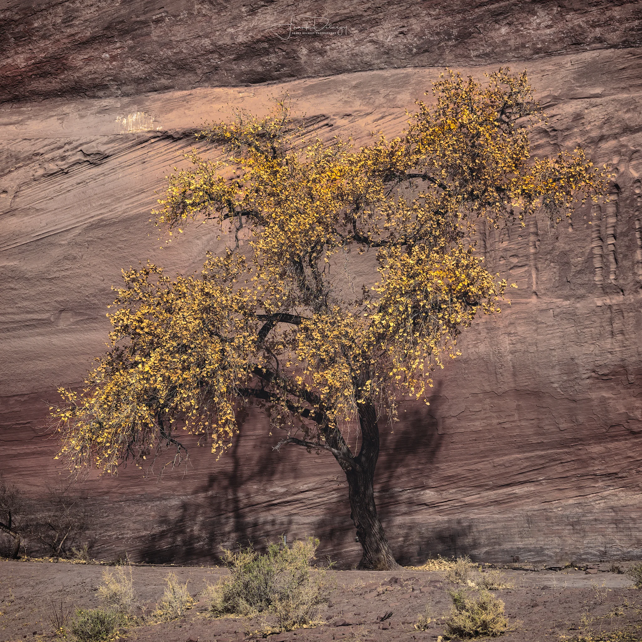 _DSC2900-De-Chelly-Tree.jpg