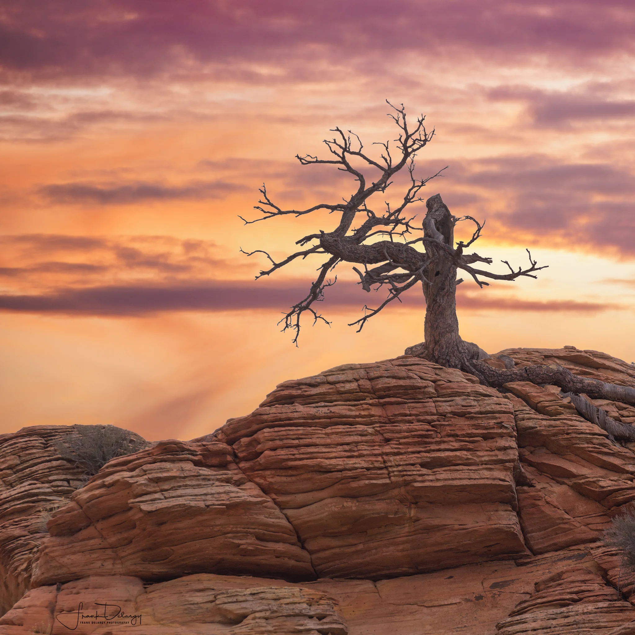 _DSC4439-tree-on-hill.jpg