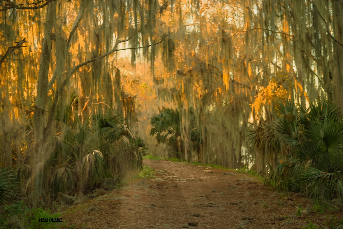 _DSC8531-aligator-alley-rays.jpg