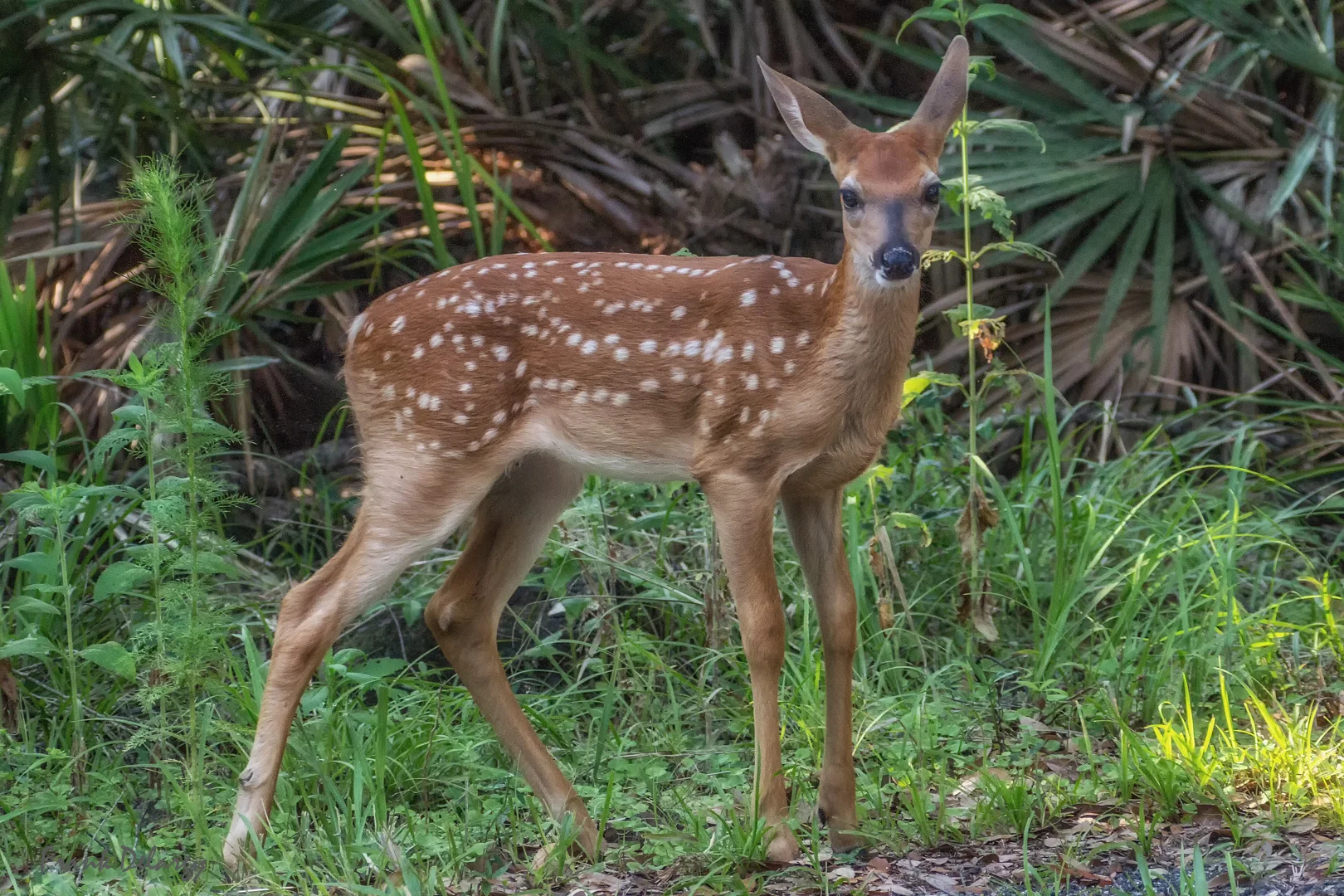 fawn--2.jpg