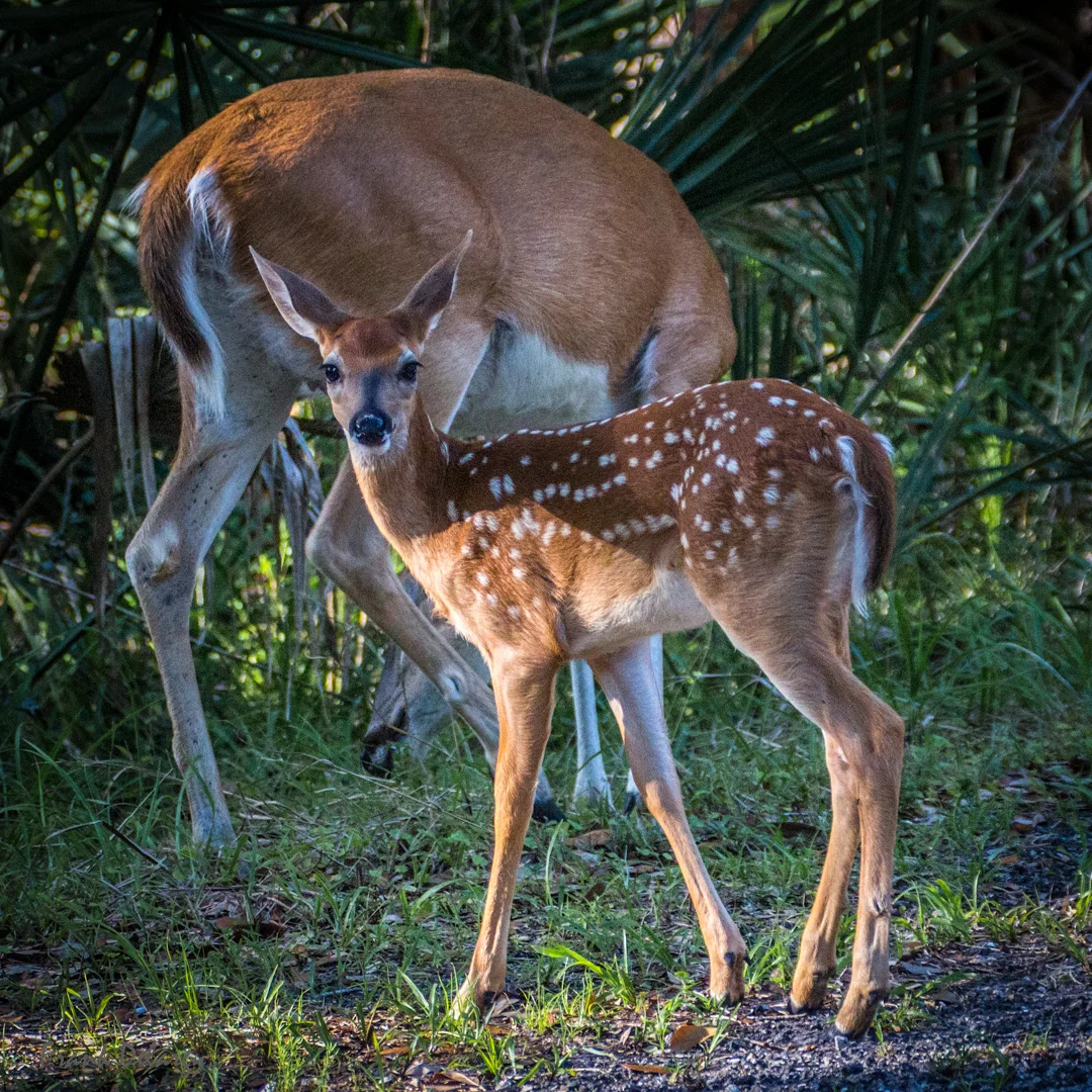fawn--5.jpg