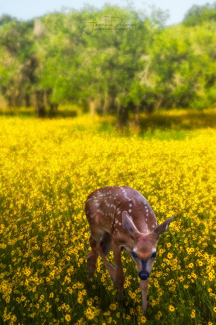 fawn-in-flowers-portrait.jpg