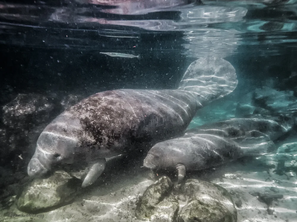 manatee--2.jpg