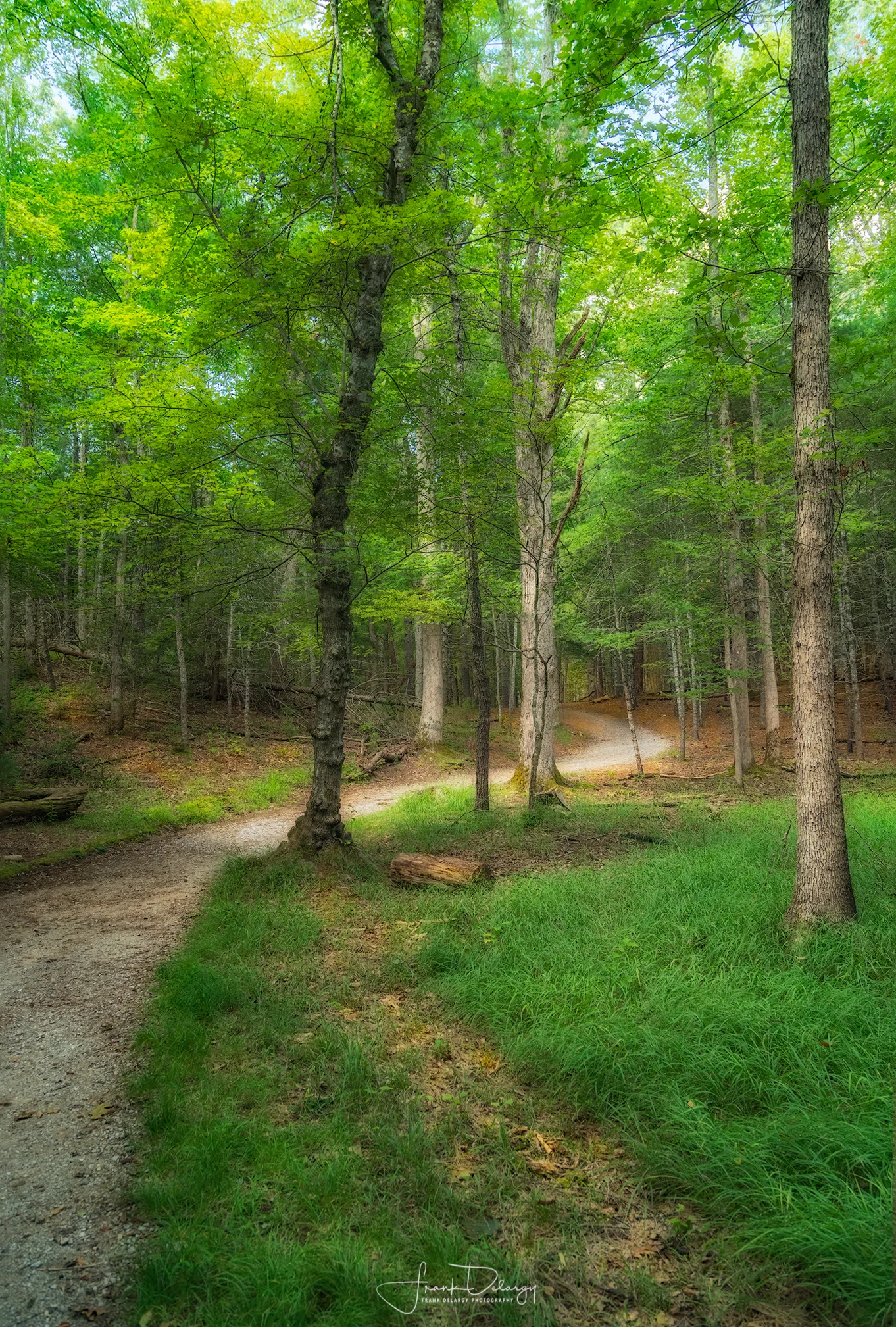 _DSC6108-woods-trail.jpg