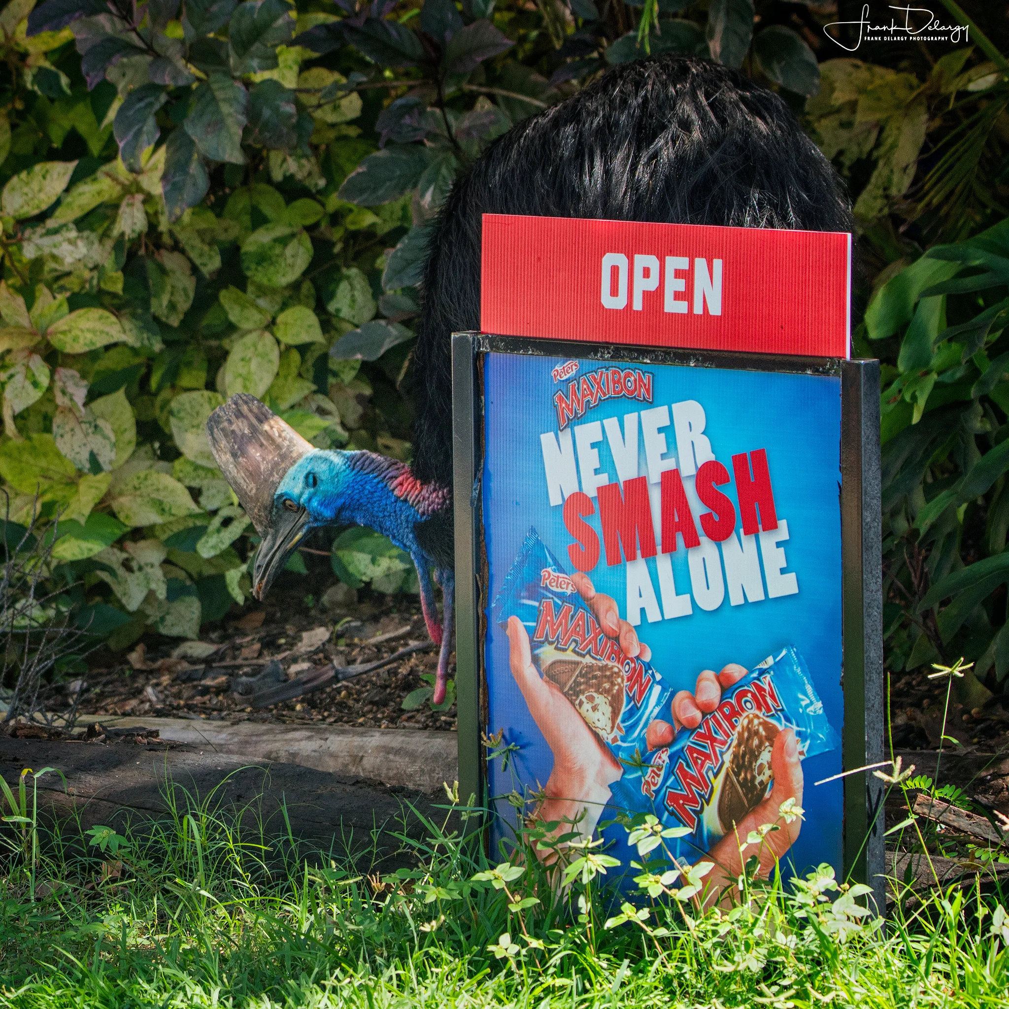 _DSC3649-cassowary-camoflage.jpg
