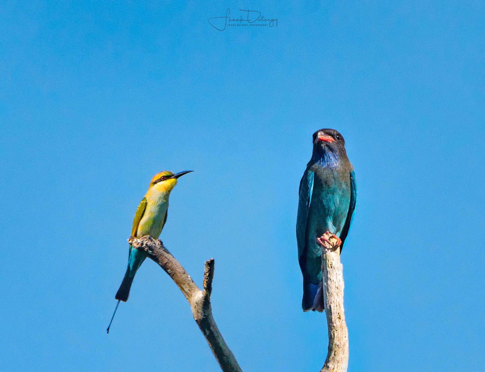 _DSC3903-Birds---beecatcher.jpg