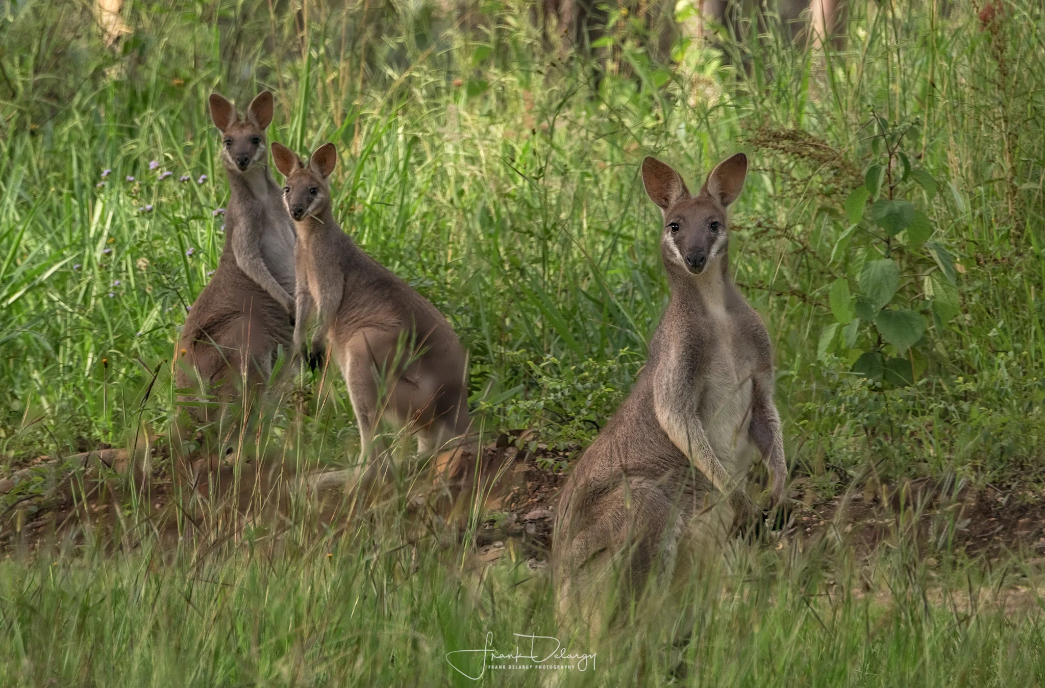 _DSC4320-prettyface-kangaroos2.jpg