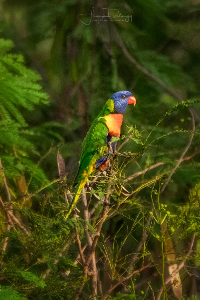_DSC4369-lorikeet.jpg