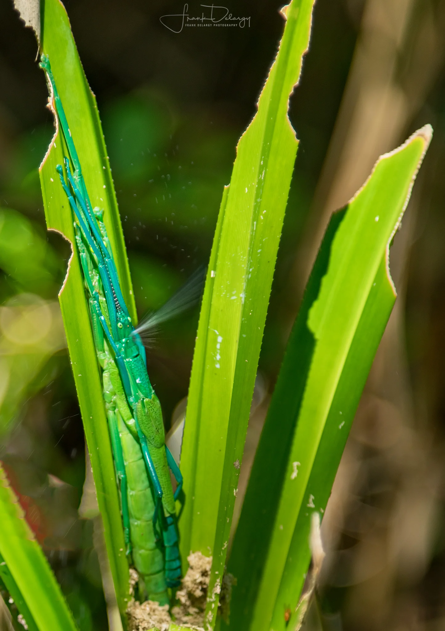_DSC5386-peppermint-stick-bug.jpg