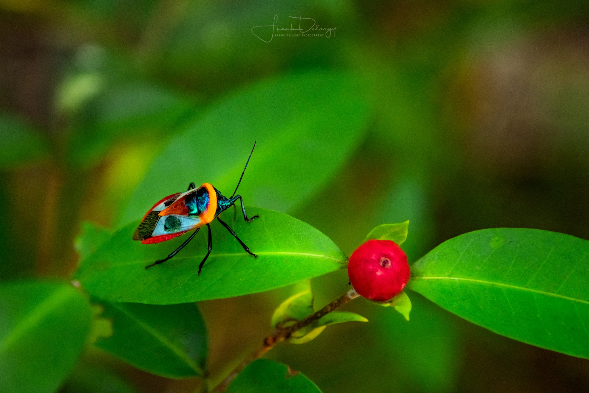 _DSC5406-beetle.jpg