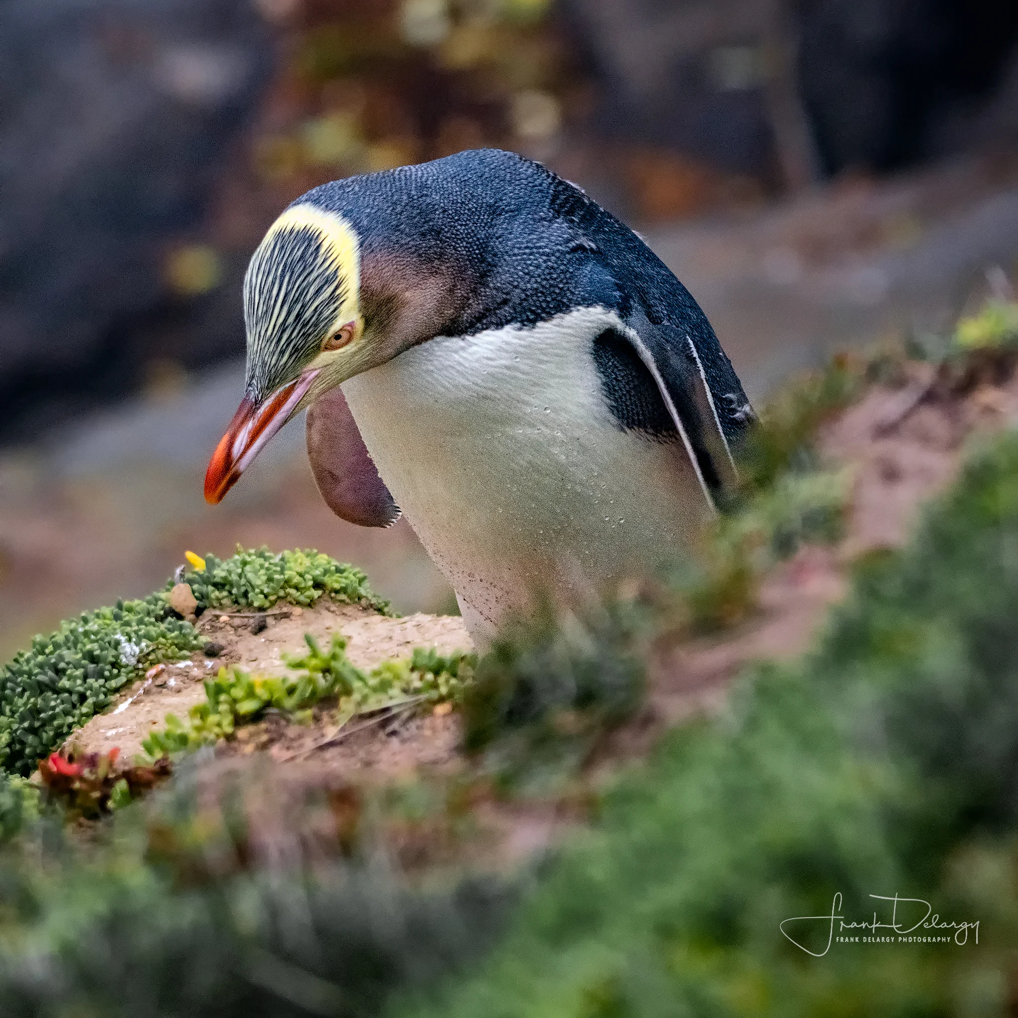 _DSC5985-Yellow-Eyed-Penguin.jpg