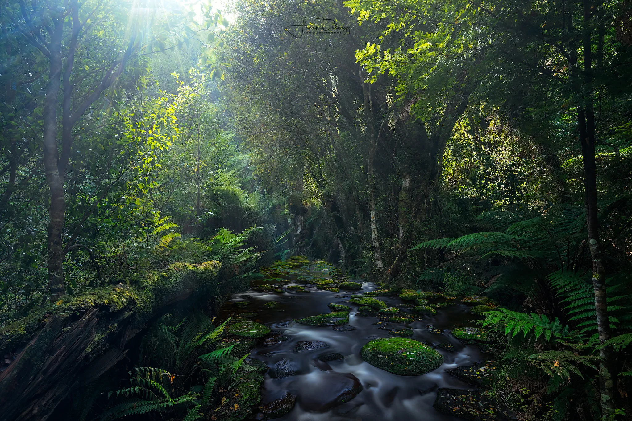 _DSC6402-McLean-Falls-trail-comp2.jpg