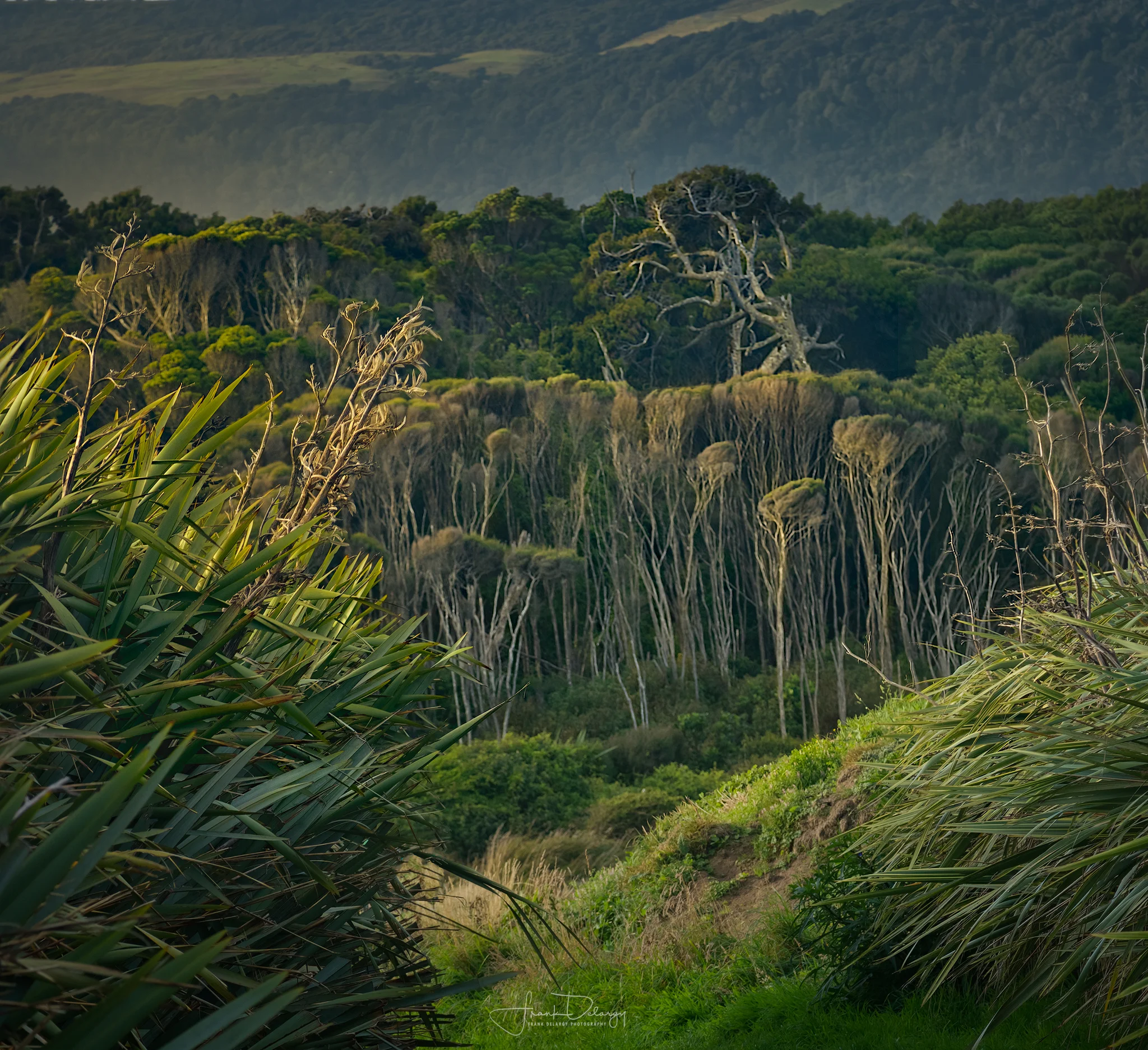 _DSC6655-trees.jpg