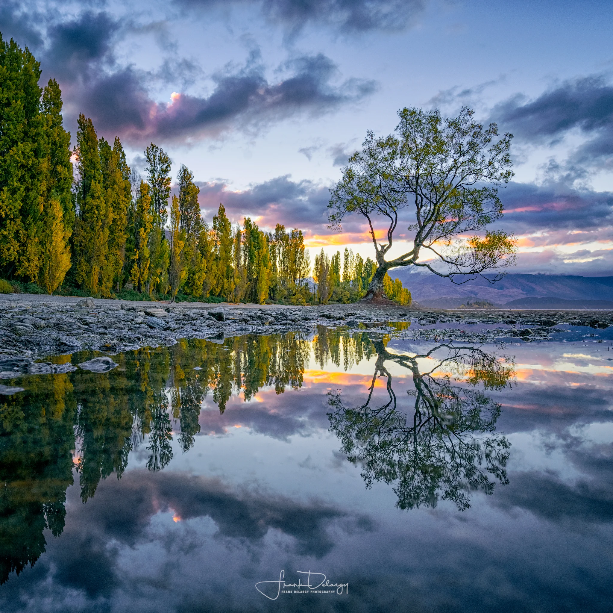 _DSC8473-Wanaka-Tree-reflection-puddle.jpg