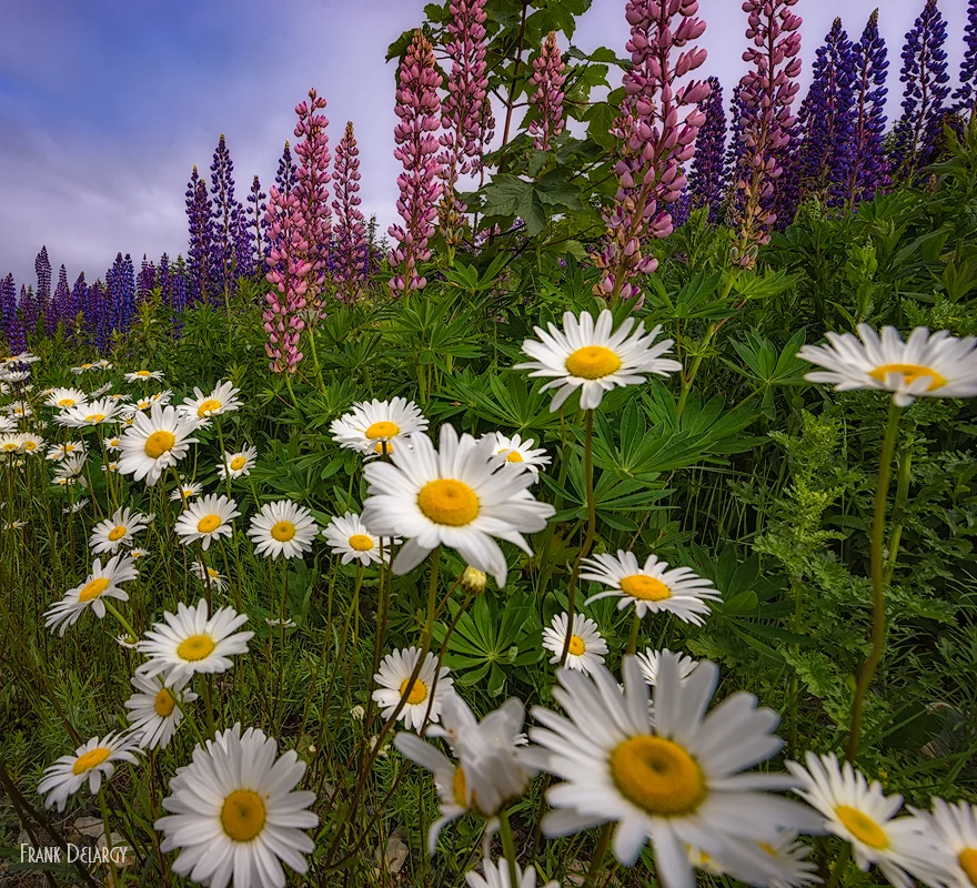 lupines-2.jpg