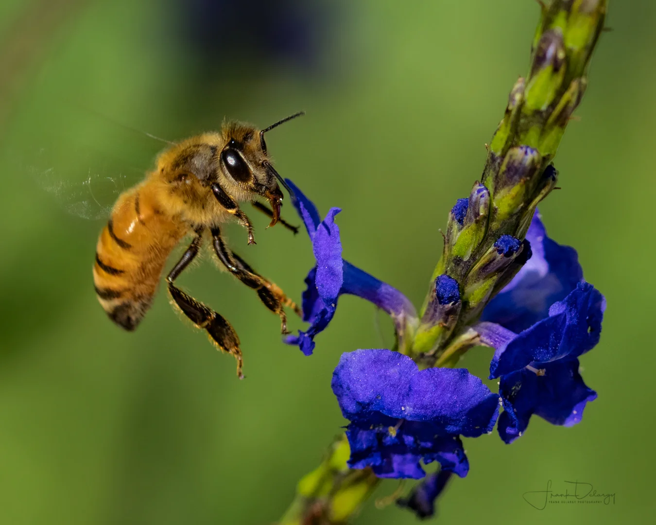 _DSC6061-bee-flying2.jpg