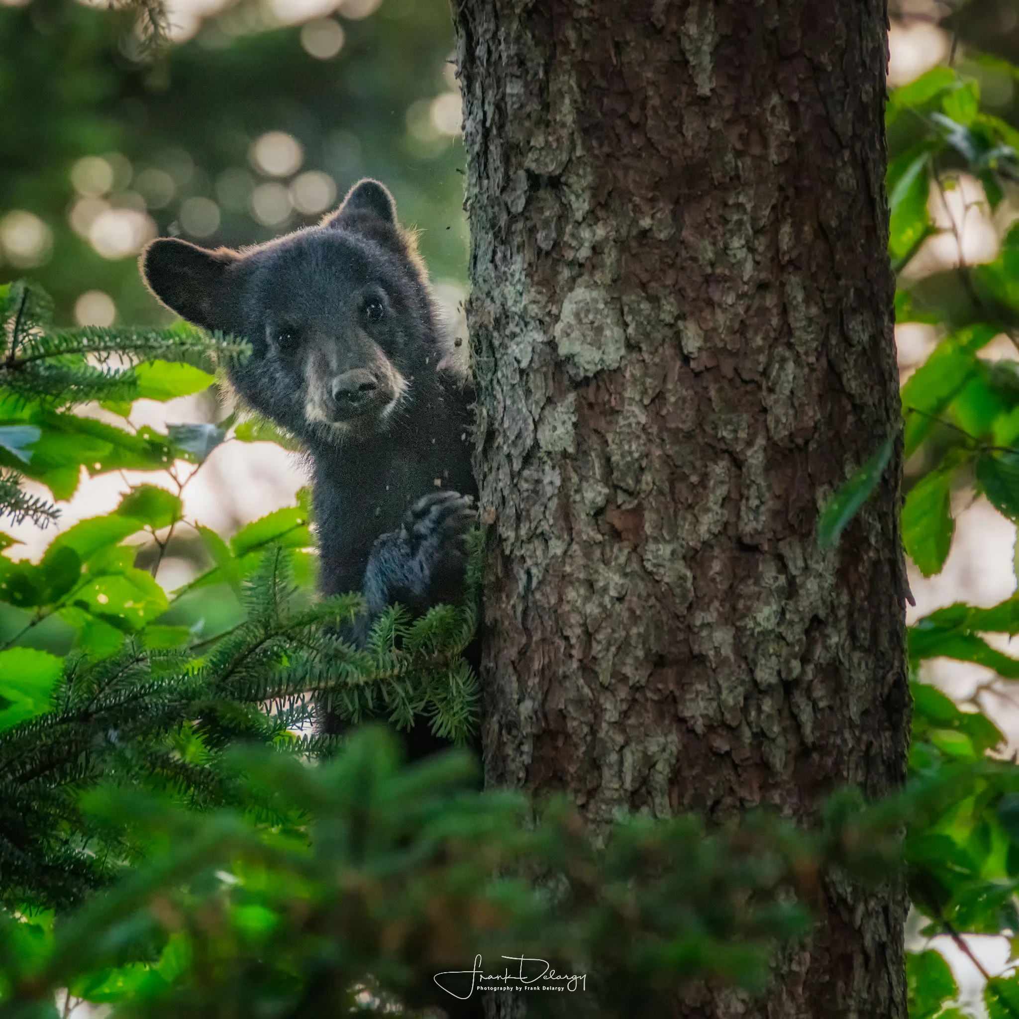 _DSC6574-bear.jpg