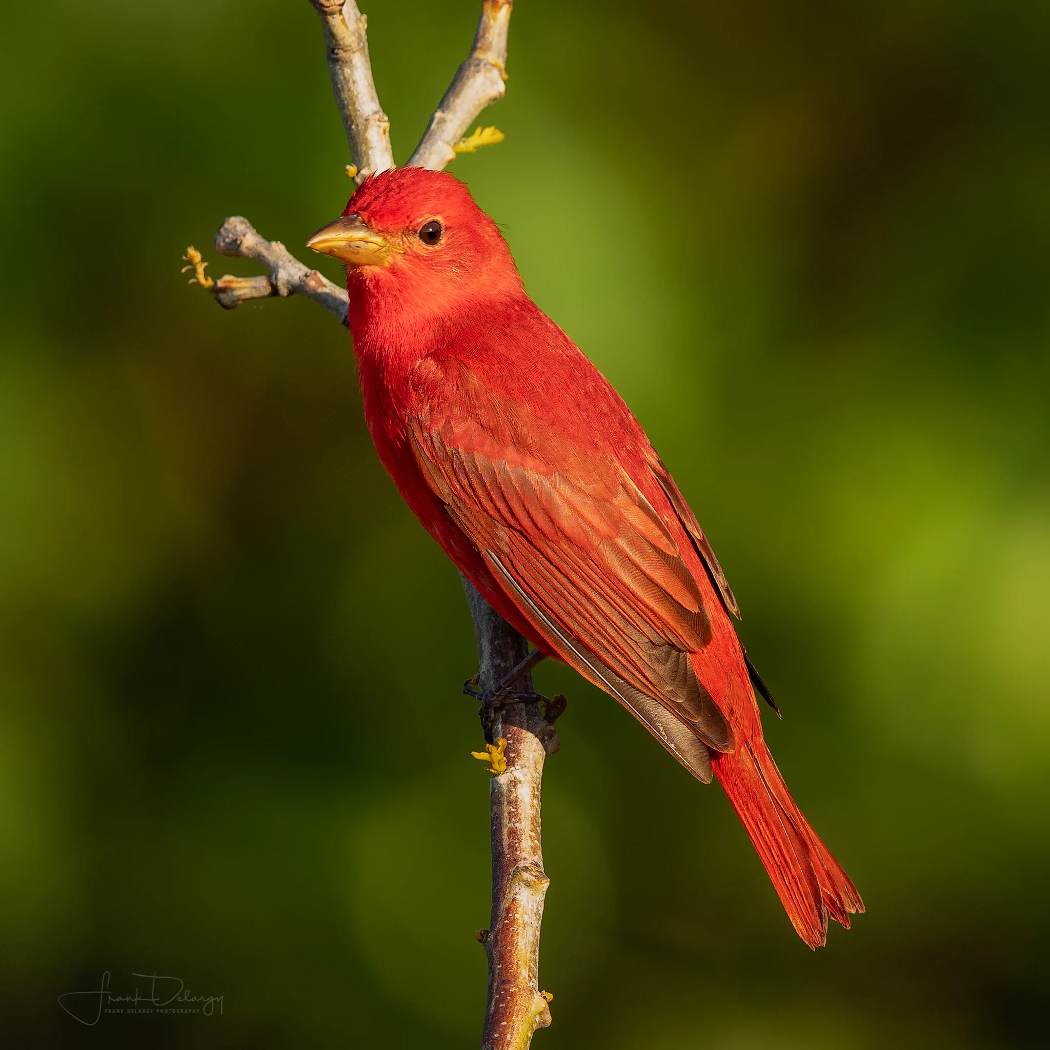 _DSC8022-dummer-tanager.jpg