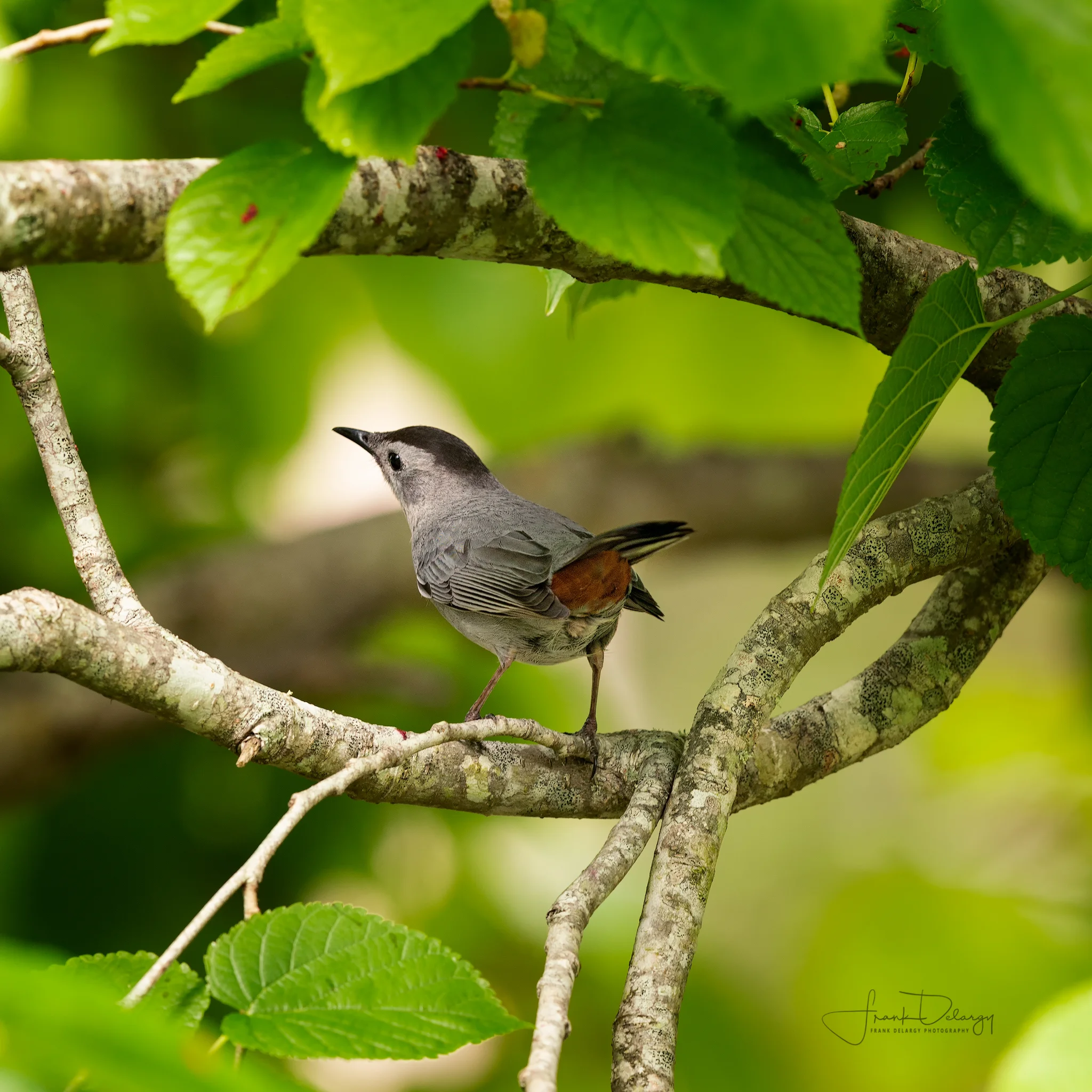 _DSC8349-catbird.jpg