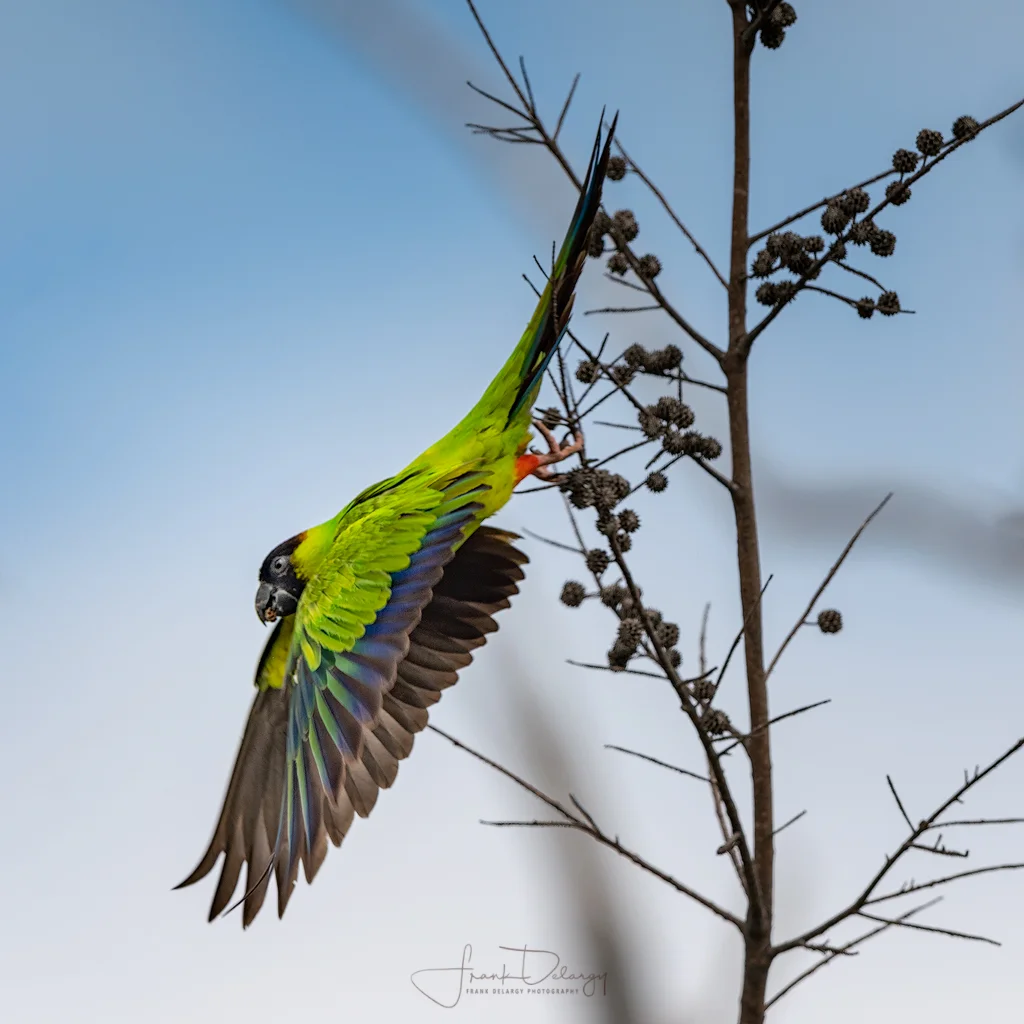 _DSC8404-Nanday-Parakeet.jpg