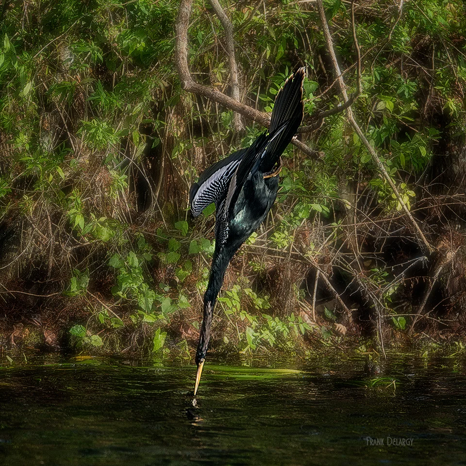 _DSC9577-anhinga.jpg
