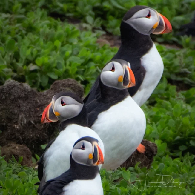 _MG_3924-posing-puffins2.jpg