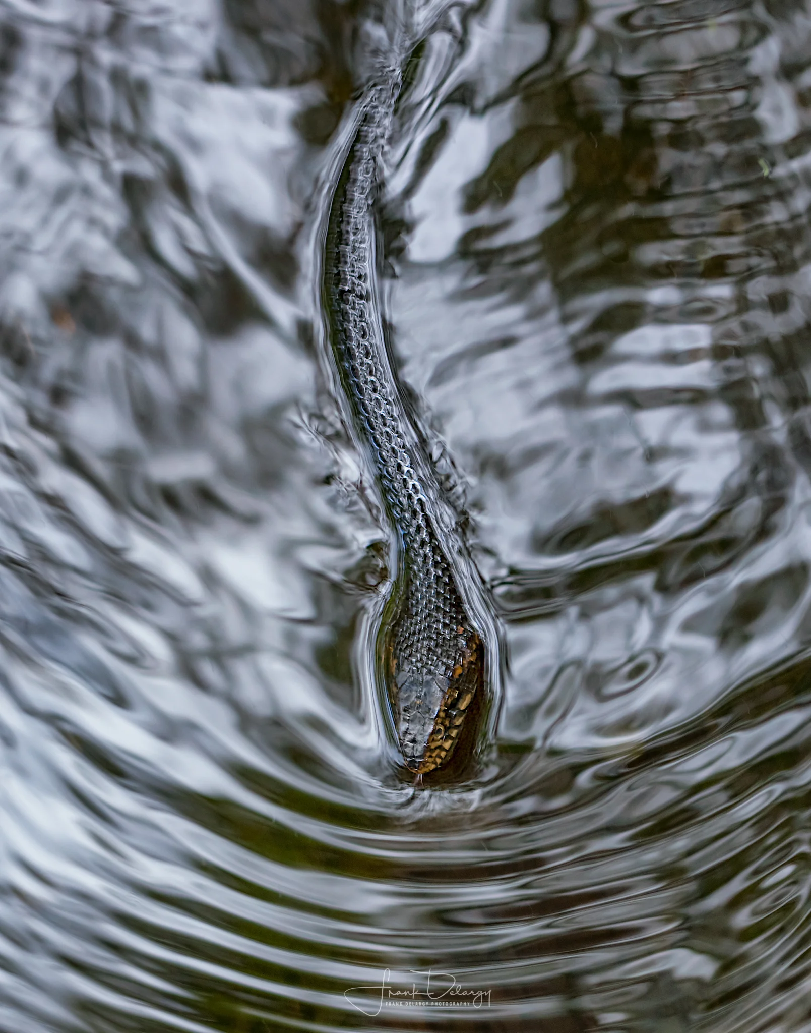 _MG_0457-brown-water-snake.jpg