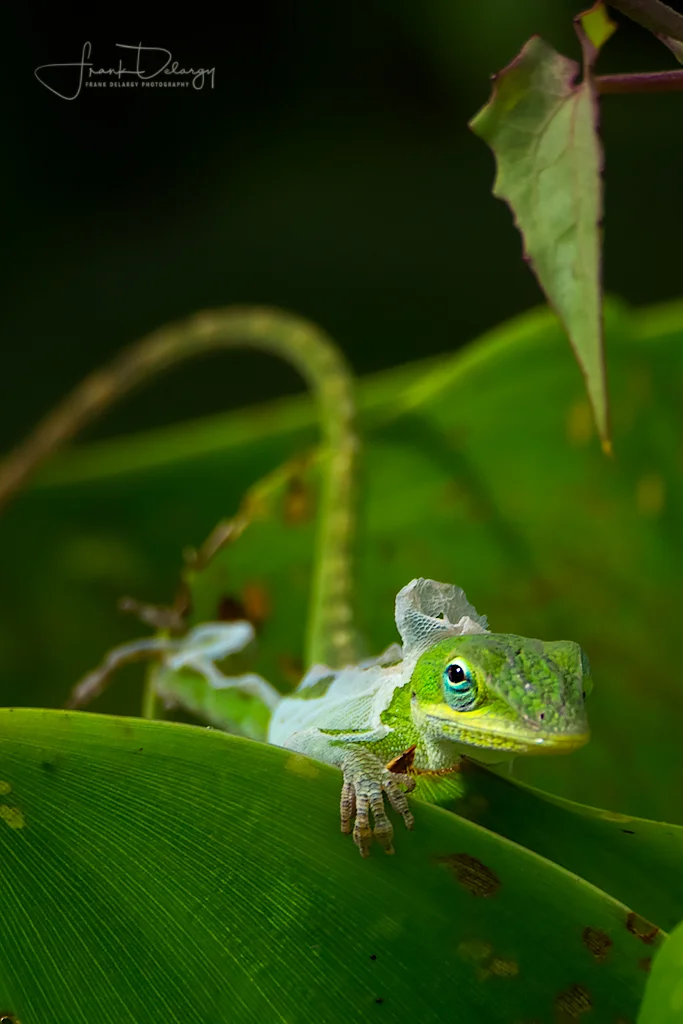 _MG_6074-green-anole.jpg