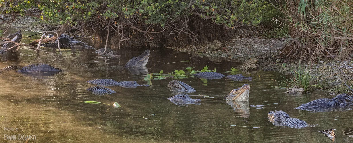 gator-party.jpg
