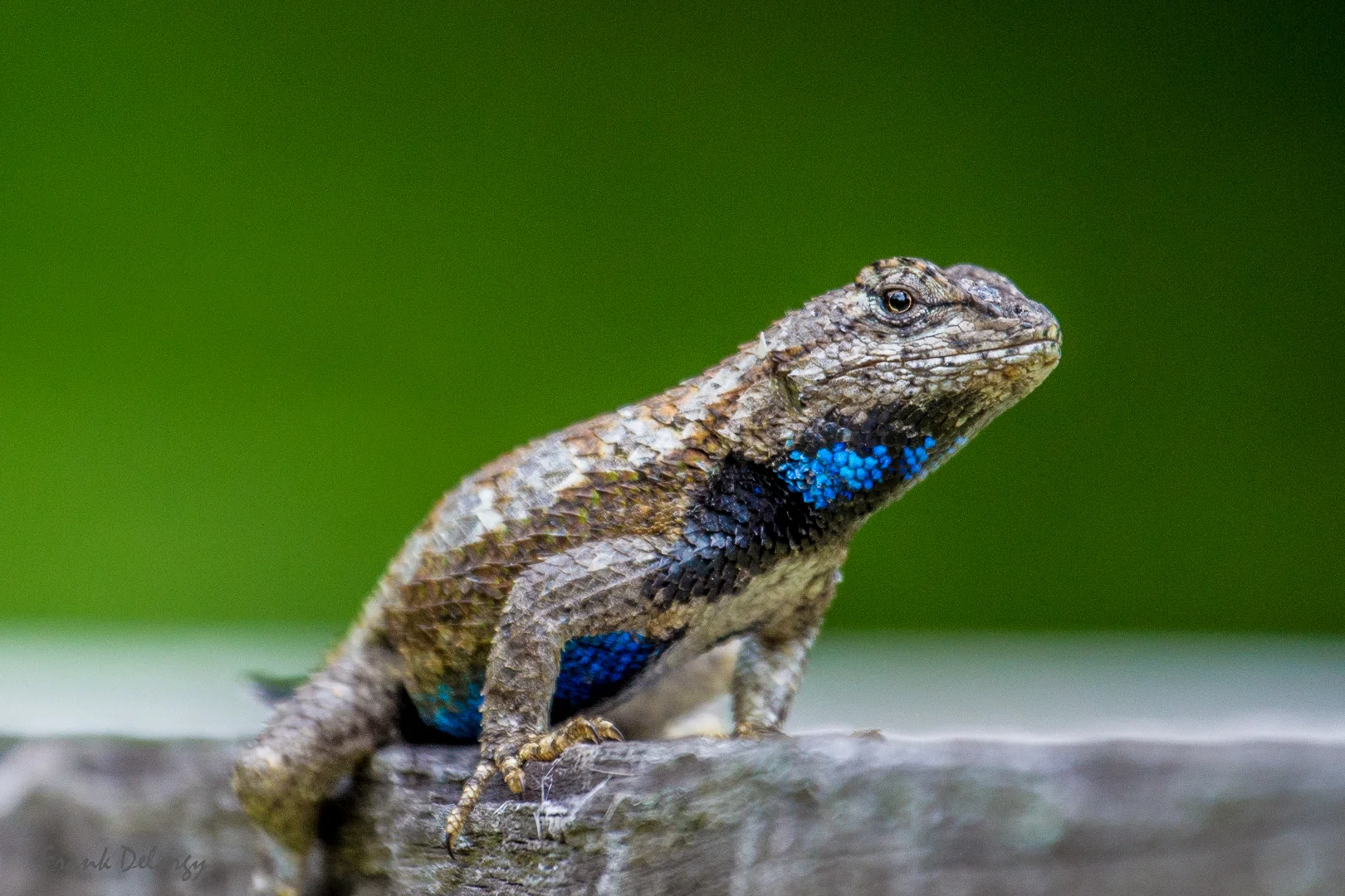fence-lizard-0058.jpg