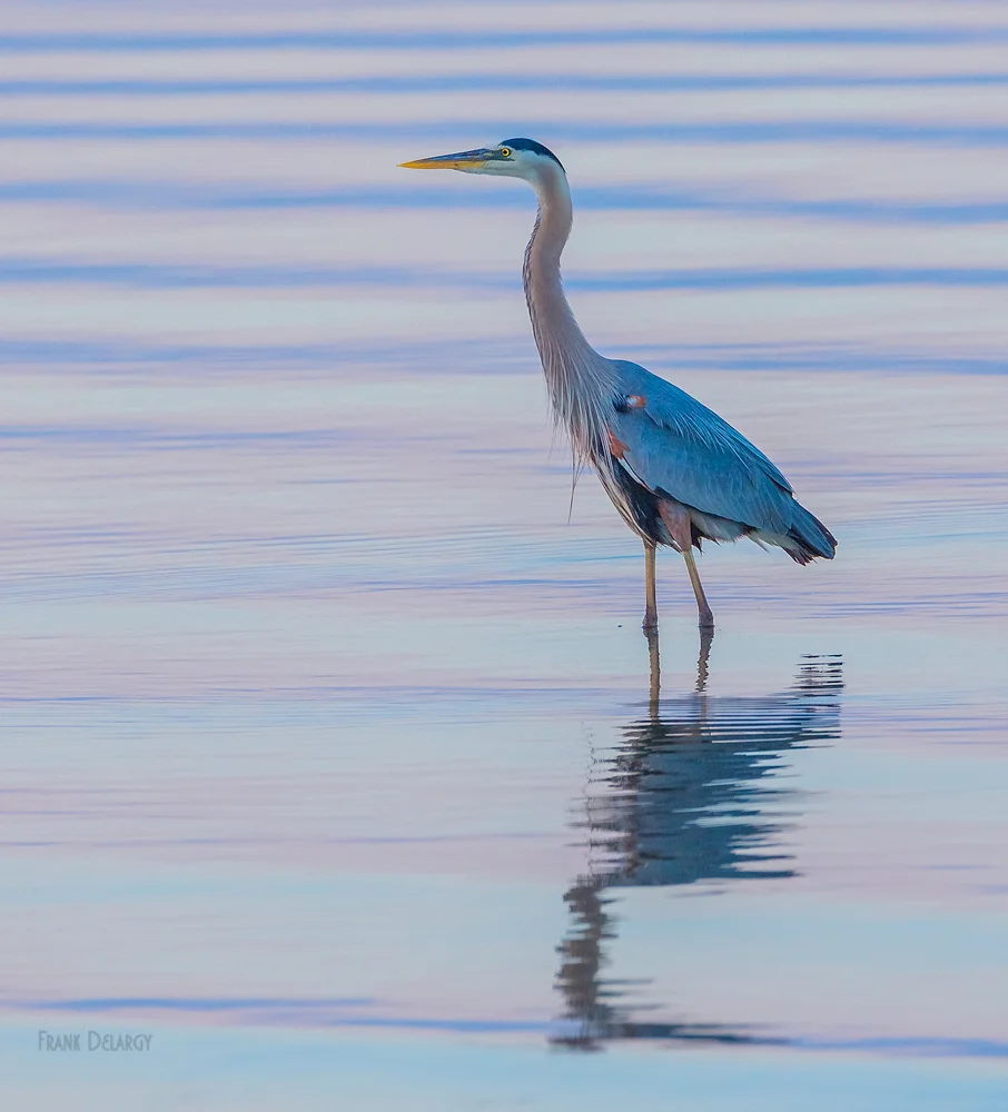 heron-9789a.jpg