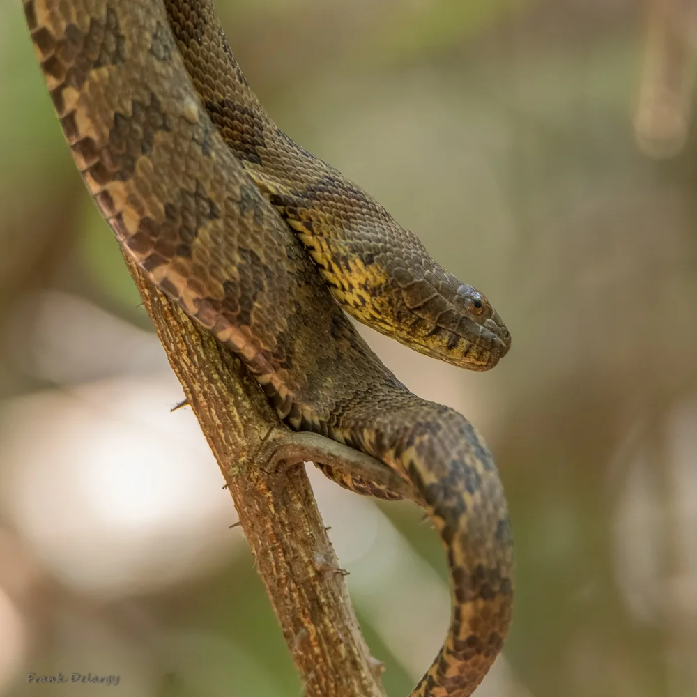 rat-snake-0702.jpg