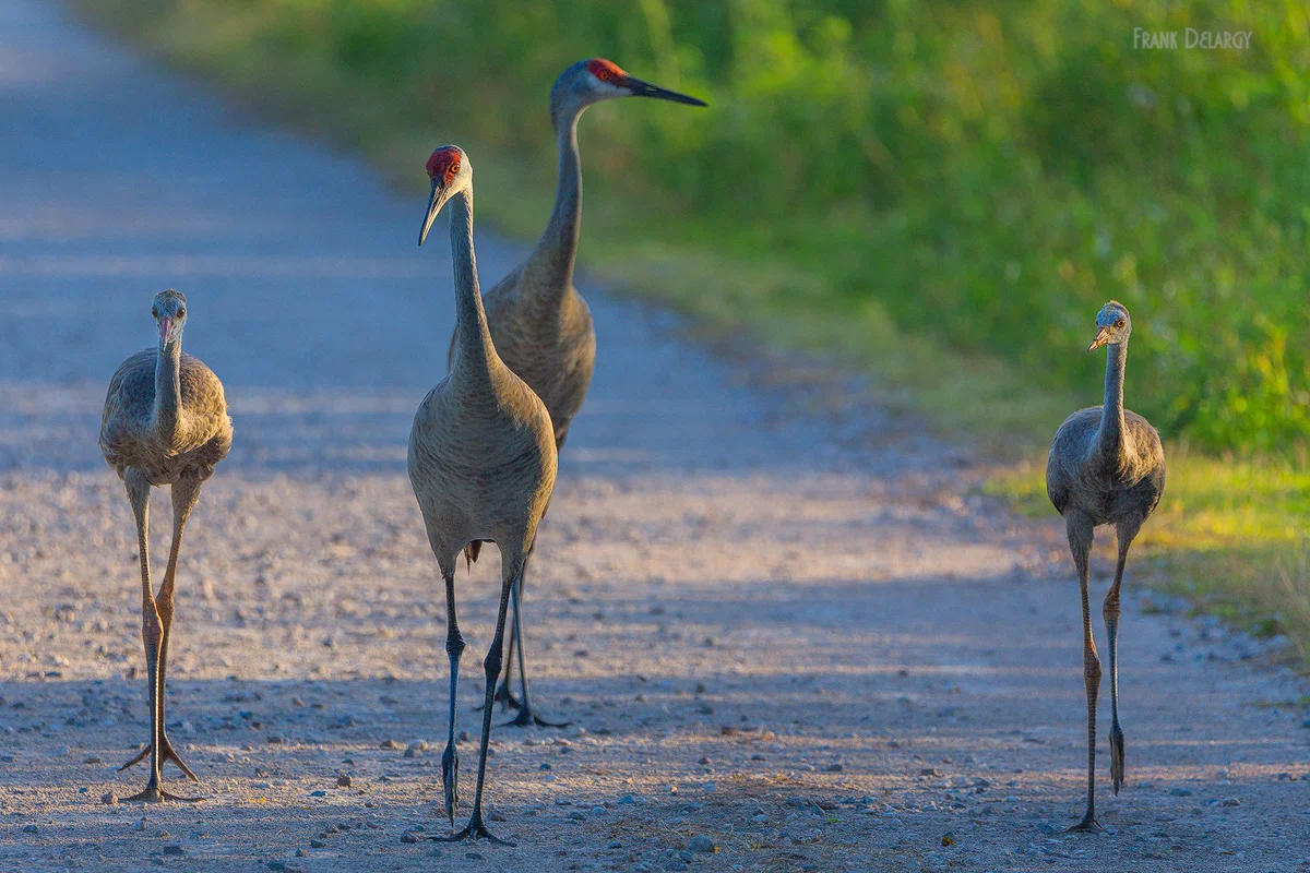 Sandhill-Crane-Family.jpg