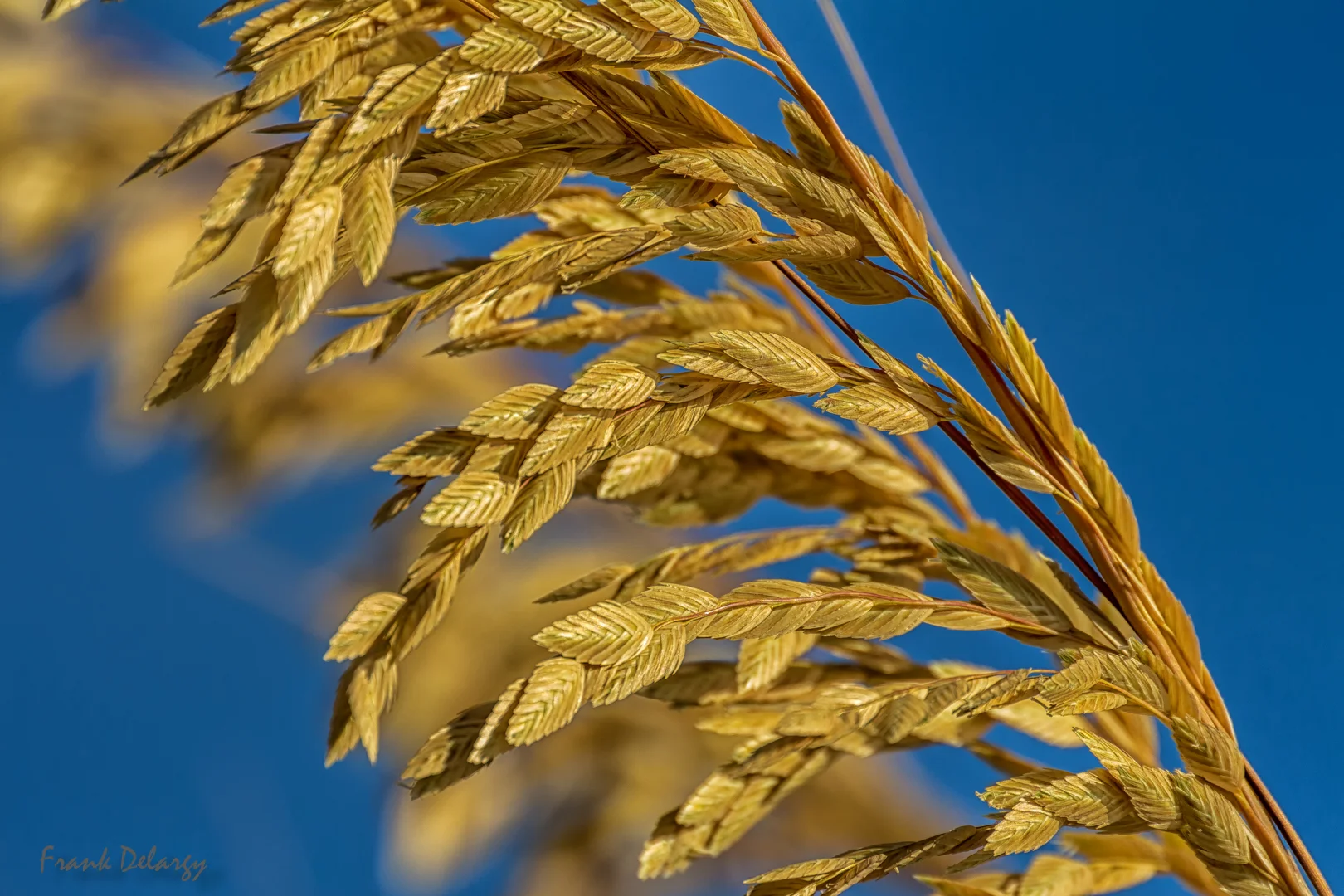 sea-oats.jpg