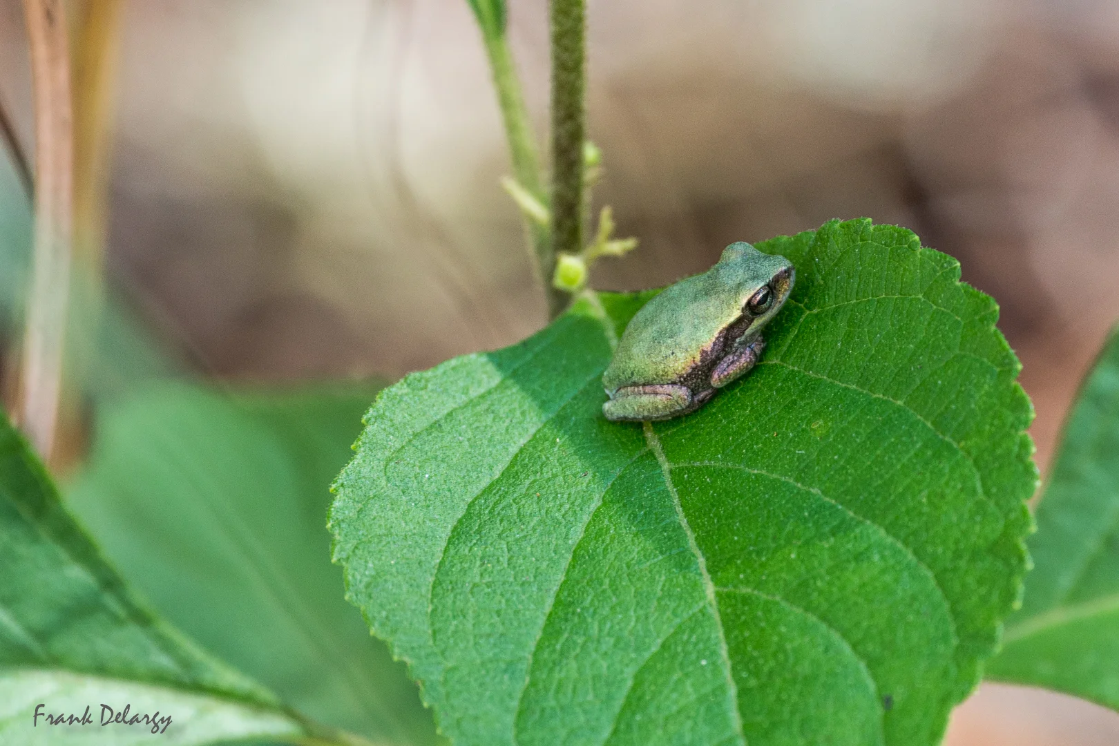 tree-frog-4329.jpg