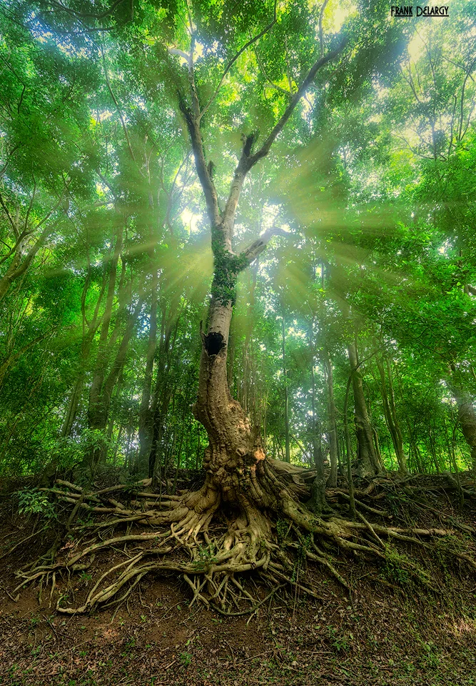 DSC06678-rainforest.jpg