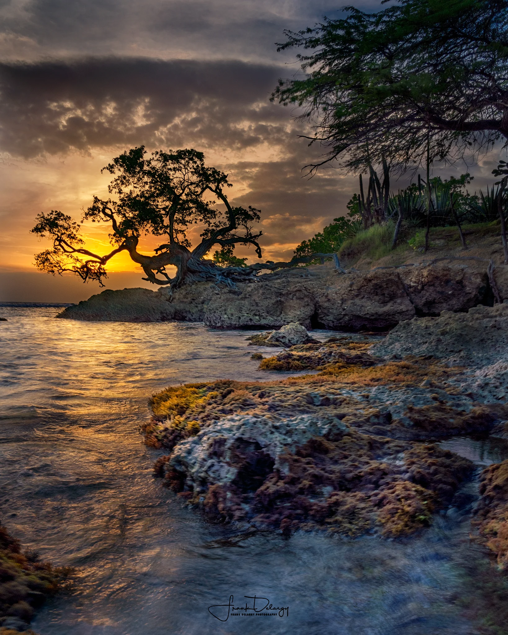 _DSC3292--Tree-at-Treasure-Beach2.jpg
