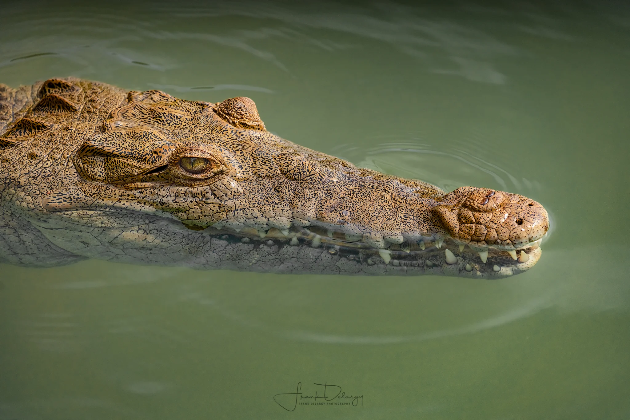 _DSC3738-croc.jpg