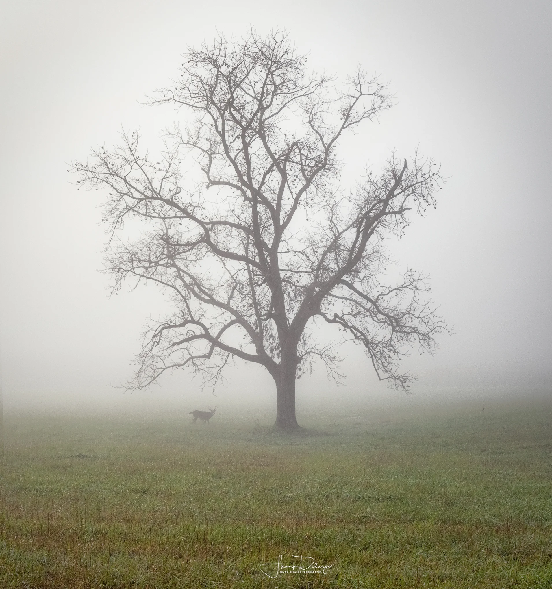 _DSC0915-foggy-morning.jpg