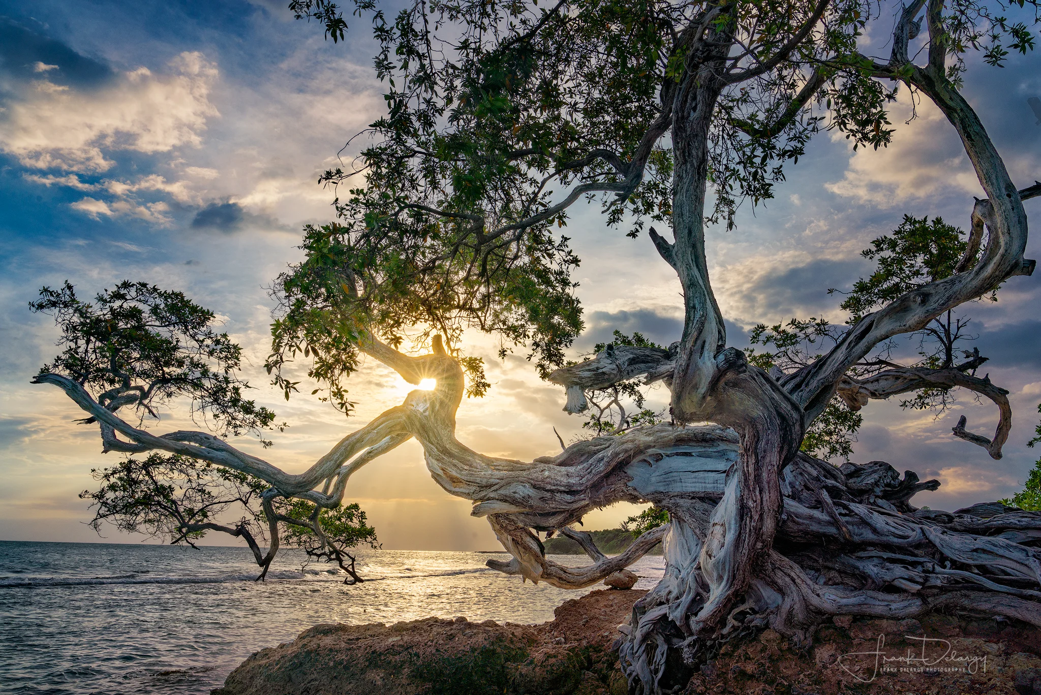 _DSC3083-buttonwood-tree-treasure-beach-jamaica.jpg