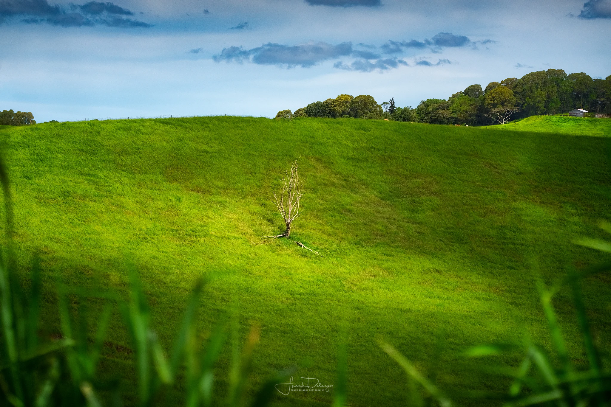 _DSC4255-snag-in-caldera.jpg
