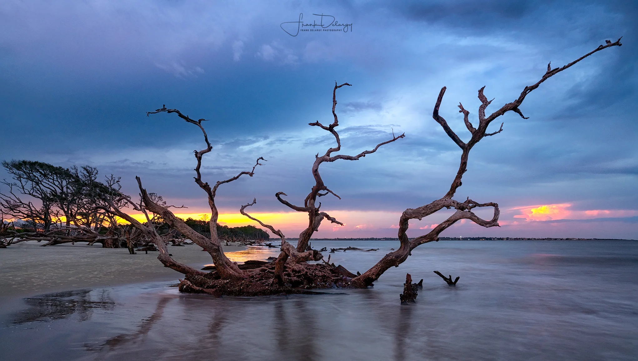 _DSC7379-Jeckyll-Island-tree-sunset2.jpg