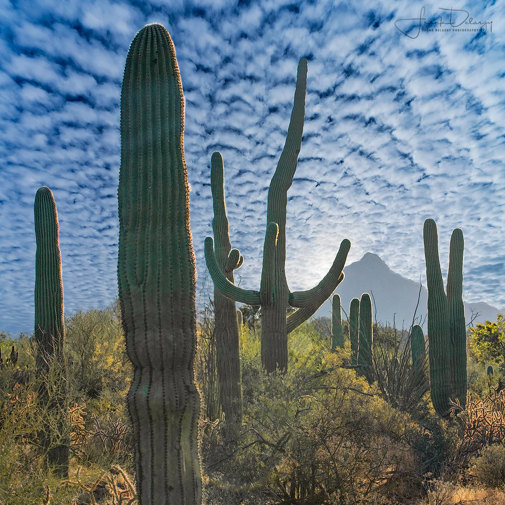 _DSC2615-Saguaro-clouds.jpg