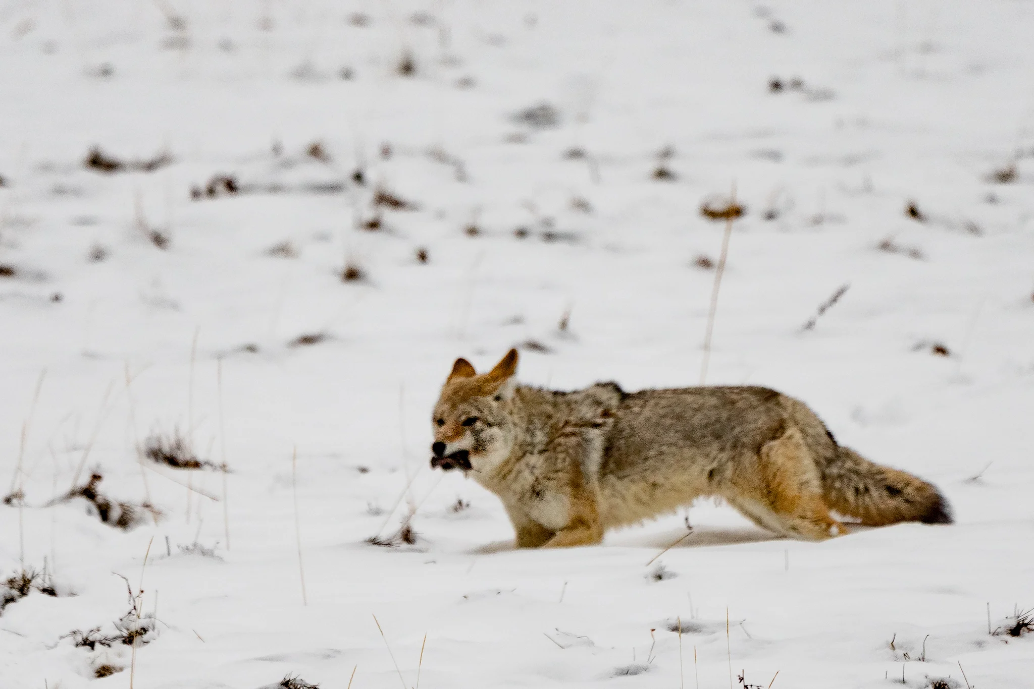 _A7R6604-coyote-with-mouse.jpg