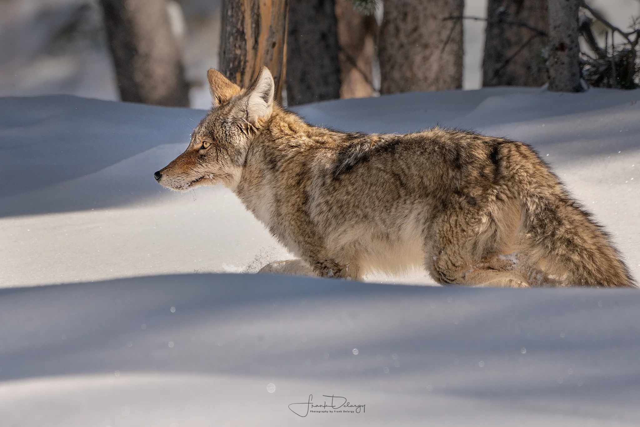 _A7R7688-coyote.jpg