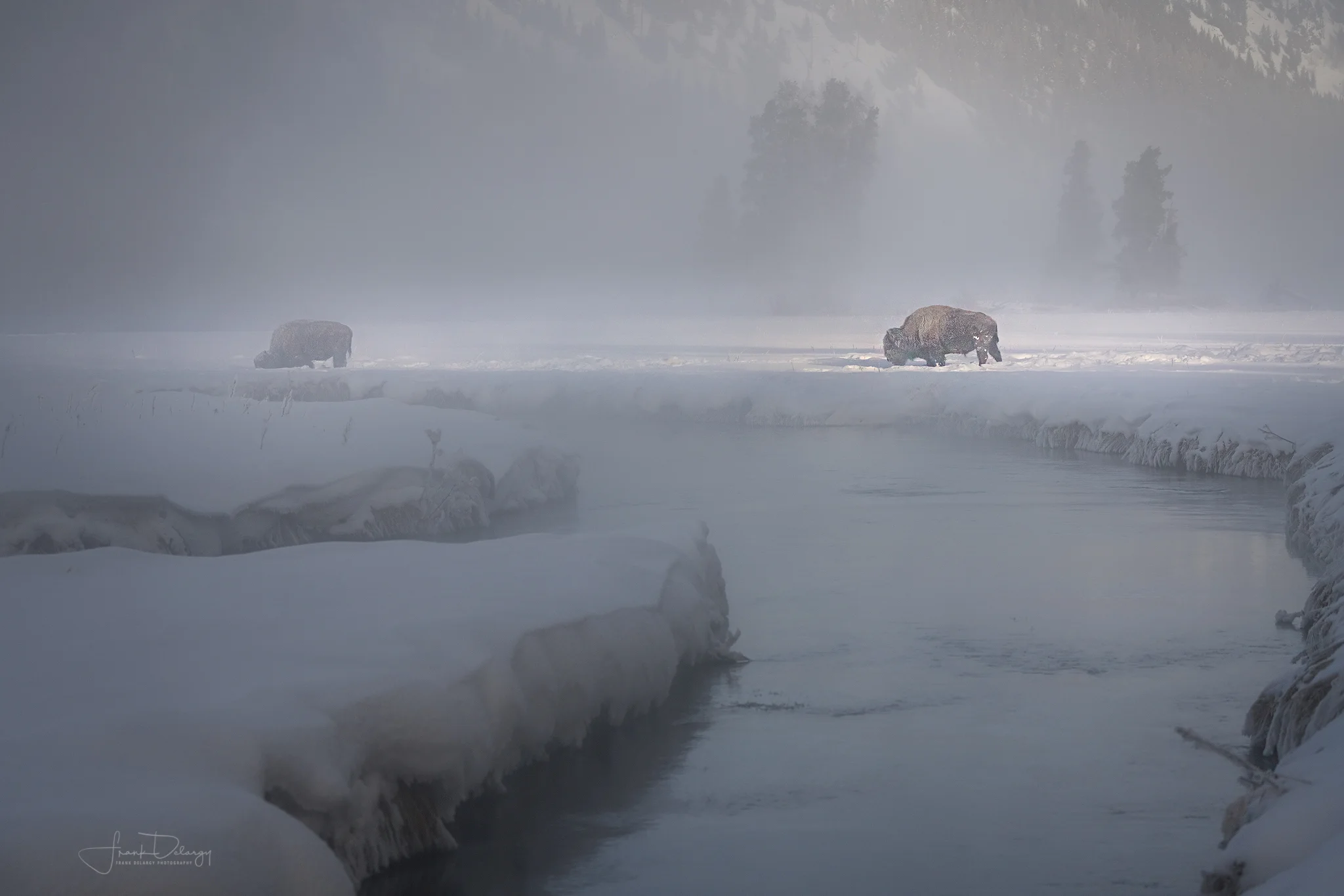 _A7R8081-Bison-by-river2-2.jpg