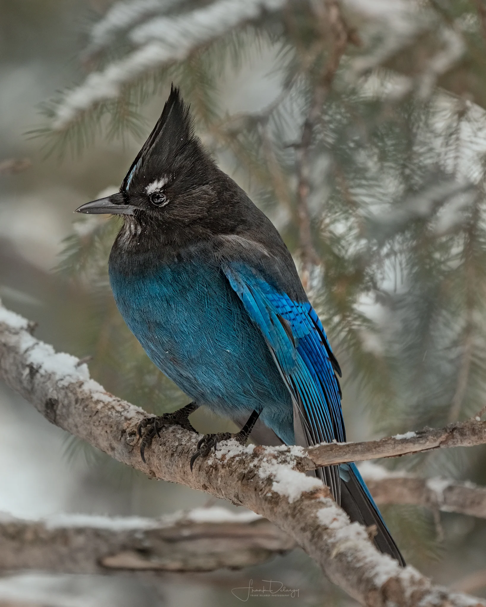 _A7R1228-stellar-Jay.jpg