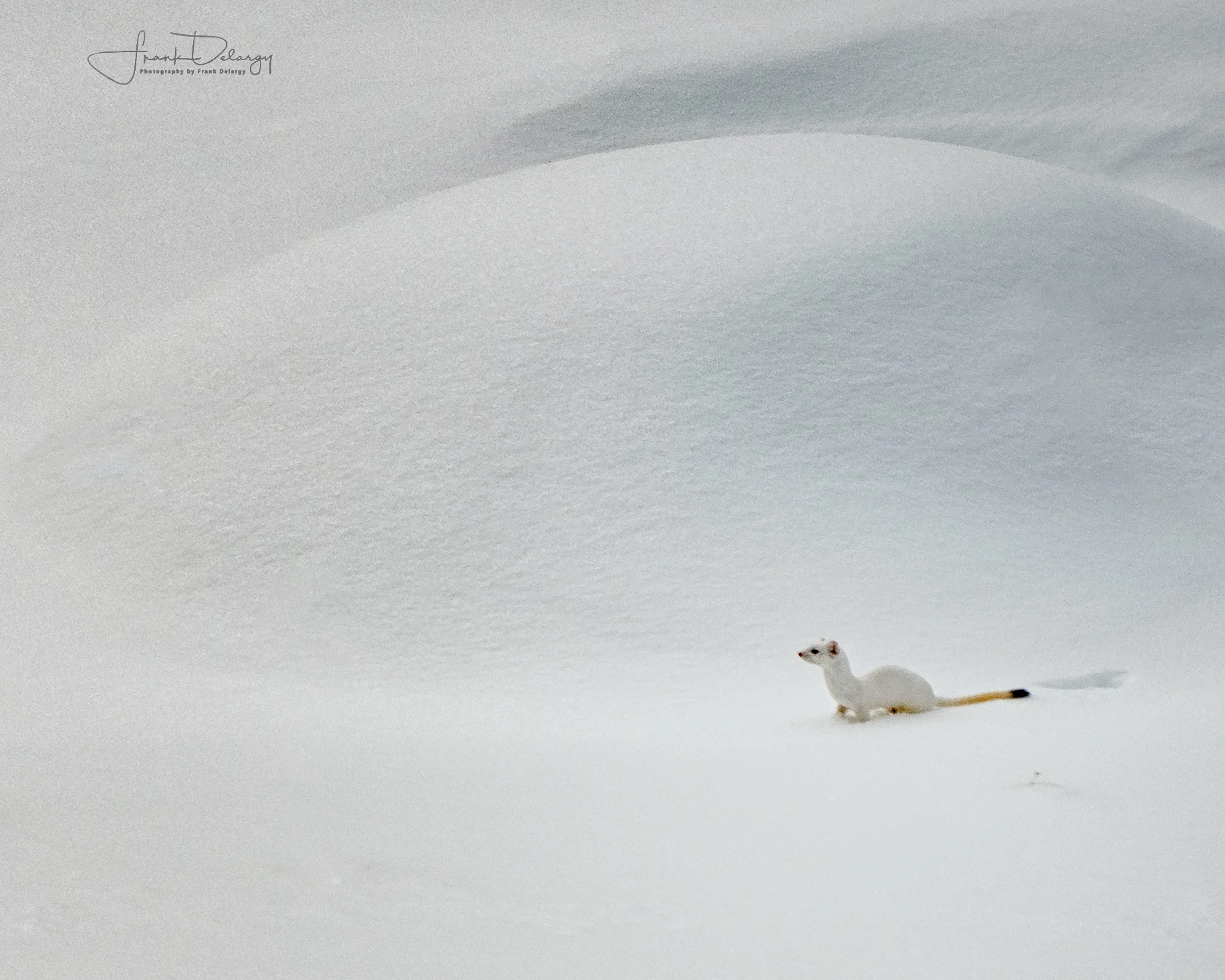 _A7R7256-long-tailed-weasel2.jpg