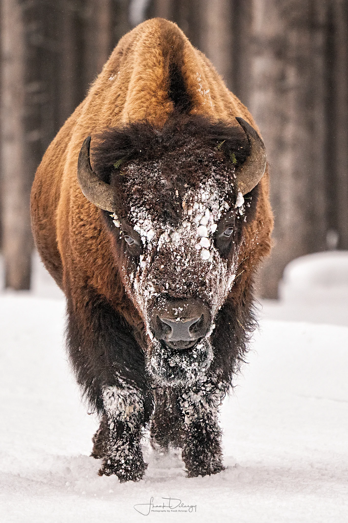 _A7R6530-Bison-Bull2.jpg